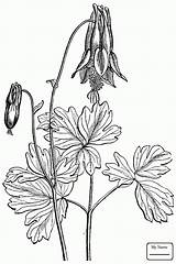 Columbine Drawing Flower Getdrawings sketch template