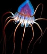 Afbeeldingsresultaten voor Helmet jellyfish. Grootte: 93 x 106. Bron: www.pinterest.com.mx