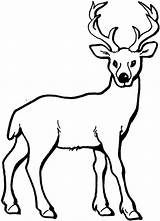 Coloring Pages Buck Deer sketch template