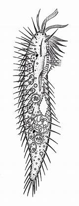 Protozoa Hieronymus Illustrations sketch template