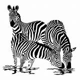 Zebre Zebres Cebra Zèbre Zebras Colorier Printablefreecoloring Tete sketch template
