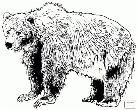 grizzly bear drawing standing  getdrawings