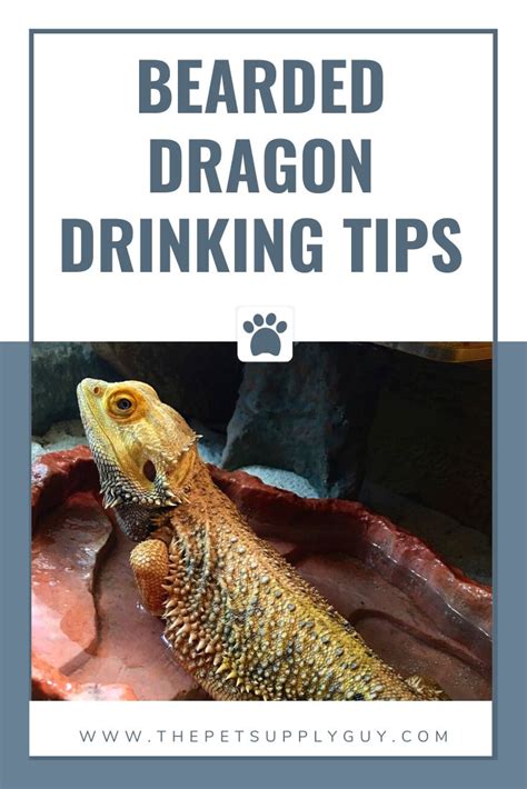 how do bearded dragons drink complete guide in 2020