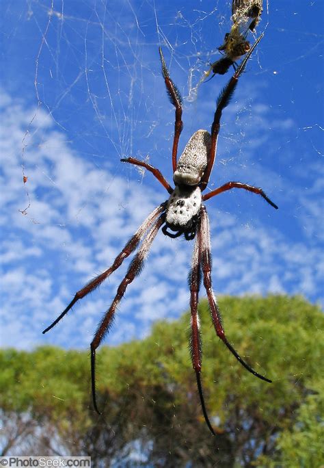 large spider web  western australia portfoliophotoseekcom