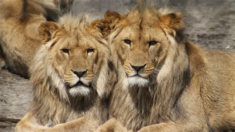 curiosidades de los leones los reyes de la selva