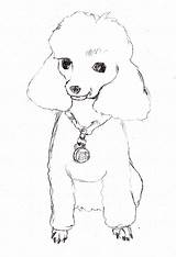 Coloring Poodles Sketch Poodle Dog Drawing Drawings Puppy Outline Toy Realistic Printable French Colouring Clip Caricature Artist Animal Draw Popular sketch template