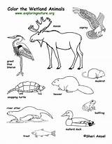 Wetland Wetlands Ecosystem Amerique Habitats Colouring Herbivores Omnivores Carnivores Biome Marsh sketch template