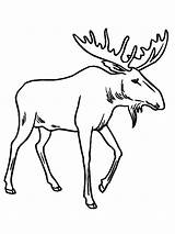 Coloring Moose Pages Print Printable Drawing Elg Kids Antlers Deer Color Choose Board Uniquecoloringpages sketch template