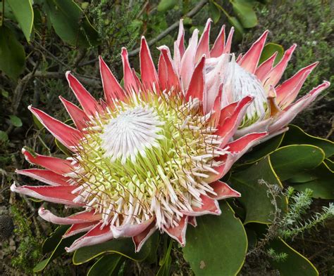 protea cynaroides king protea flora proteaceae proteas