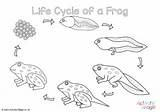 Frog Cycle sketch template