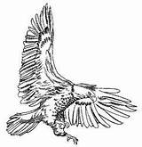 Eagle Clipart Bald Tailed Drawing Wedge Clip Hunting American Soaring Coloring Bw Cliparts Tail Colouring Cool Library Results Search Pages sketch template