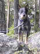 Billedresultat for World dansk Fritid husdyr hunde racer Hyrde- og Kvæghunde Australsk cattledog. størrelse: 138 x 185. Kilde: canis.no