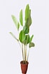 Afbeeldingsresultaten voor "cythère Lutea". Grootte: 70 x 106. Bron: www.plantshop.co.in