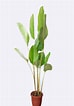 Afbeeldingsresultaten voor "cythère Lutea". Grootte: 74 x 106. Bron: www.plantshop.co.in