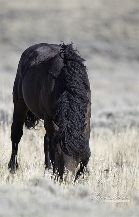 wild horses including curlies lose  freedom  salt wells