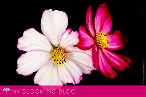flower color guide floating petals blooming blog