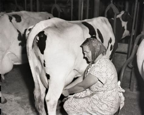 woman milking cow by hand photograph wisconsin historical society