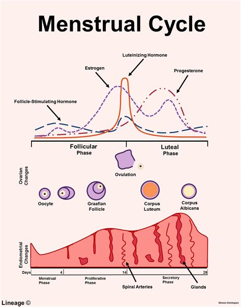 estrogen and progesterone usmle strike