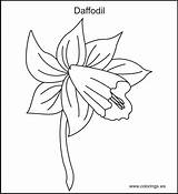Coloring Violet Designlooter 15kb Daffodil sketch template