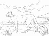 Coloring Ausmalbild Panthers Kategorien Kostenlos Getcolorings sketch template