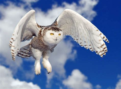 snowy owls heroes   runways tallahasseecom community blogs