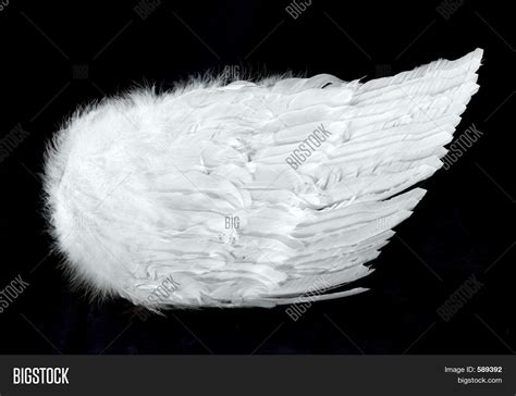 angel wings side view isolated  image photo bigstock