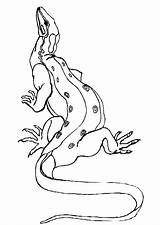 Hagedis Kleurplaten Komodo Dieren Eidechse Hugolescargot Animaatjes Lezard Malvorlagen1001 sketch template