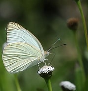 Image result for Ascia. Size: 178 x 185. Source: www.butterfliesofcuba.com
