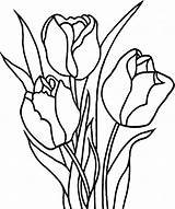 Tulip Coloring Pages Printable Tulips Drawing Kids Clip Clipart Awesome Print Line Flower Flowers Pencil Spring Outline Color Drawings Sheets sketch template