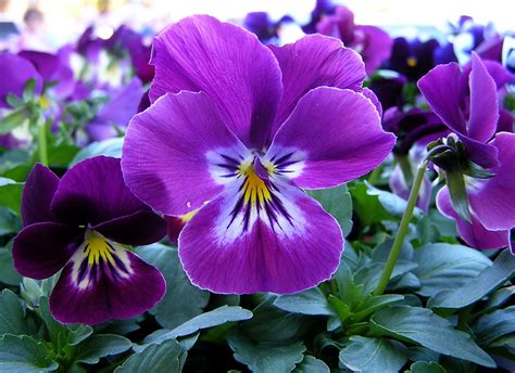 viola del pensiero viola tricolor piante annuali viola del