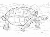 Galapagos Tortoise Coloring Pages Realistic Giant Reptiles Printable Drawing Print Supercoloring Color Sheets Animals Kids Alligators Terrapin Parentune Child Worksheets sketch template