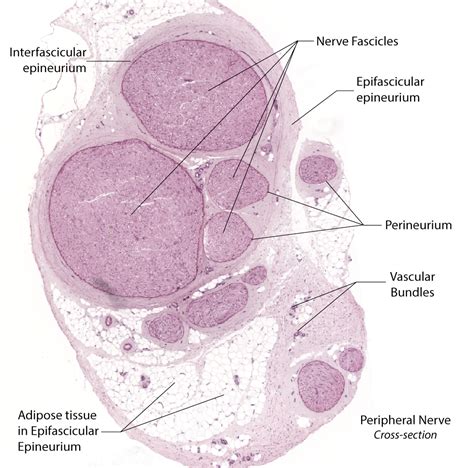 peripheral nerve histology labeled