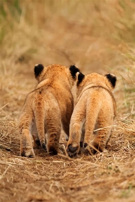 lion cub  pictures