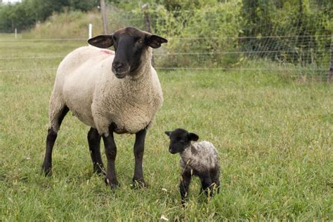 suffolk sheep alchetron   social encyclopedia