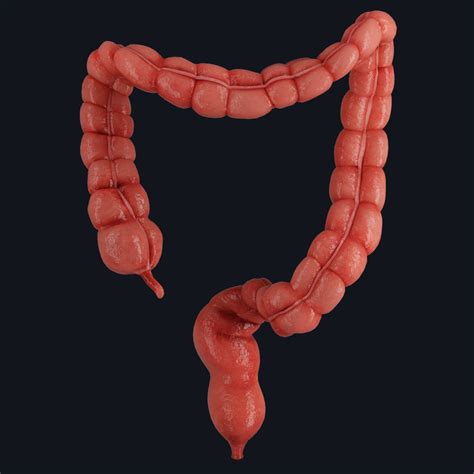 large intestine  human body