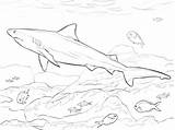 Shark Coloring Pages Bull Realistic Drawing Megalodon Printable Outline Goblin Sharks Basking Color Haai Fish Adults Kids Getcolorings Getdrawings Haaien sketch template
