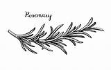 Rosemary Vector Sketch Illustrations Clip Illustration Drawn Branch Background Royalty Stock Isolated Retro Hand Style sketch template