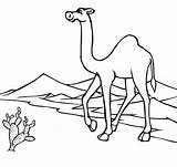 Desert Coloring Camel Pages Printable Through Go Oasis Deserto Clipart Disegno Caravan Camels Color Per sketch template