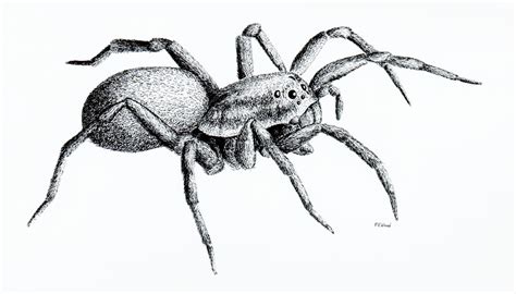 spiders insect drawings