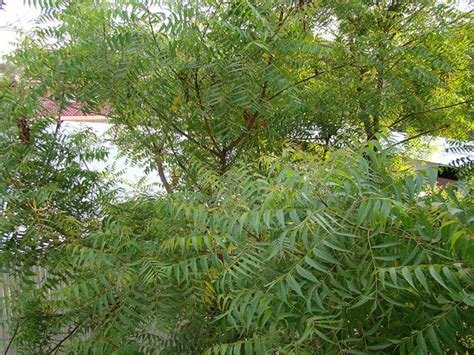 health benefits    neem neem oil  neem leaves hubpages