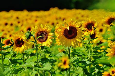 grow sunflowers harvest sunflower seeds  england today