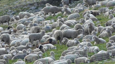 troupeaux de moutons