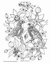 Oiseaux Coloriage Adultos Adulte Branche Adulti Imprimer Justcolor Animaux Animales Coloriages Wise Harper Valentina Adultes Uccelli Nggallery sketch template