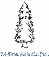 Spruce Tree Drawing Draw Christmas Step Sketch Pine Evergreen Easy Drawings Getdrawings Steps Paintingvalley Tutorial Print Simple sketch template