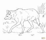 Wolf Coloring Pages Maned American South Printable Drawing Print Color sketch template