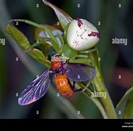 Afbeeldingsresultaten voor "eugomphodus Tricuspidatus". Grootte: 188 x 185. Bron: www.alamy.com