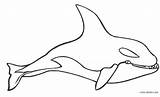 Coloring Pages Whale Shamu Killer Orca Printable Cool2bkids Kids Clipart sketch template