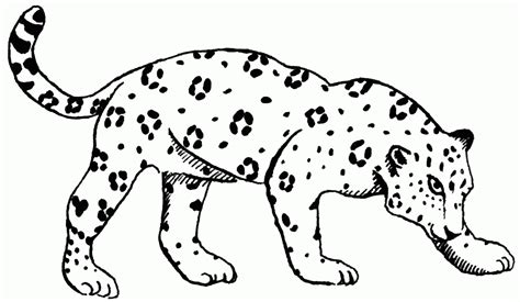 jaguars coloring pages learny kids