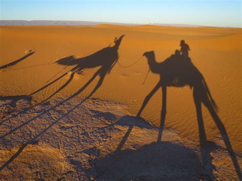 무료 이미지 경치 대초원 사막 모래 언덕 낙다 평원 모로코 서식지 사하라 에르그 그림자 낙타 모래 바람