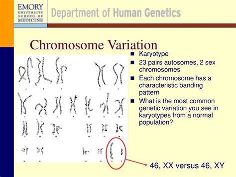 Ppt Human Genetics Basics Powerpoint Presentation Free Download Id